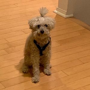 Meet your Posher, Jacqueline